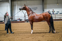 394 - Region 17 HA/AA Geldings 2yrs & Over Open Championship MSH