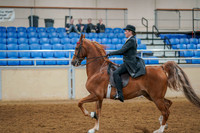 182 - AMERICAN SADDLEBRED 5 Gaited Open