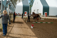 215  - Region 17 HA/AA Sport Horse In-Hand Mares ATH Hunter