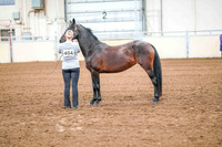 22 ALL BREED - IN HAND ONLY