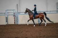 31 ALL BREED ENGLISH PLEASURE, MAIDEN RIDER