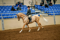 71 - All Breed Hunter Pleasure Stallions & Geldings