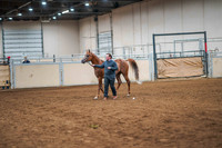 187  ARABIAN Stallions 2 and Over