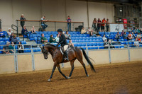 151 - ARABIAN Hunter Pleasure AOTR