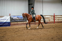 379 Region 17 Arabian Hunter Pleasure Junior Horse Championship