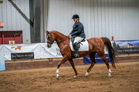 239 Region 17 HA/AA Sport Horse Under Saddle ATR Championship