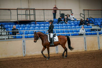 133 - ARABIAN Sport Horse Under Saddle Open