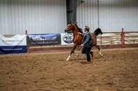 297 Region 17 ABS Arabian Yearling Filly Championship