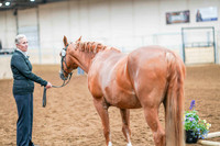 122 - HA/AA Sport Horse Geldings In-Hand 2 & Over ATH