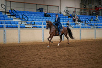 135 - HA/AA English Pleasure Open
