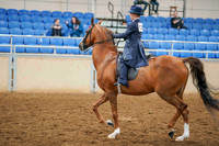 141 - ALL BREED Walk/Trot/Jog Pleasure 11 & Under