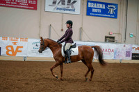 143 - ARABIAN Sport Horse Under Saddle Junior Horse
