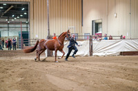 Class 90 - WCB HA/AA Mares Breeding 2yrs & Over Open Championship