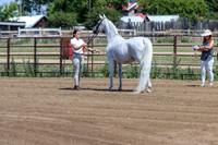 02 - Sport Horse
