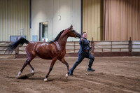 1 - WCB Arabian Geldings - 3 years & over - OPEN - Championship