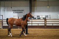 1a - WCB Arabian Geldings - 2 years - OPEN - Championship