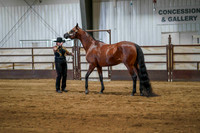 2 -WCB Arabian Performance Halter Mares- 3 yrs & Over - ATH - Championship