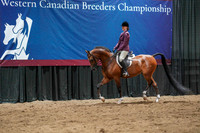 12 - WCB Arabian Hunter Pleasure JTR Championship