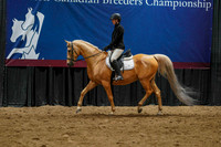 10 - WCB HA/AA Sport Horse Under Saddle OPEN Championship