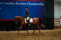 13 - WCB Arabian Sport Horse Under Saddle Junior Horse Championship