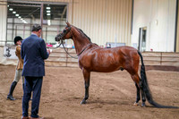 19 - WCB Arabian Performance Halter Geldings 3yrs & Over ATH Championship