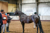 20 - WCB HA/AA Performance Halter Mares 3yrs & Over ATH Championship