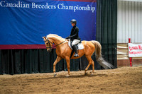 22 - WCB HA/AA Sport Horse Under Saddle ATR Championship J