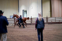 32a - WCB Arabian Stallions Breeding 2yrs old - OPEN- Championship