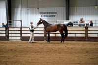 34 - WCB HA/AA Geldings 2yrs & Over AOTH Championship