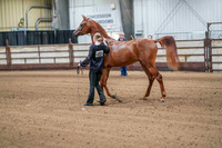 43 - WCB Arabian Stallions Breeding 2yrs & Over - ATH- Championship