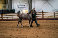 44 - WCB Arabian Yearling Colts/Geldings OPEN Championship