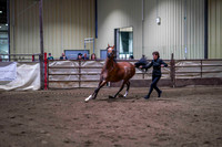 45 - WCB Arabian Geldings In-Hand 2yrs & Over AOTH Championship