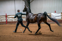 46 - WCB Arabian Mares Breeding 2yrs & Over AOTH Championship