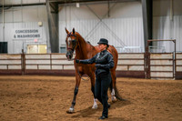 48 - WCB HA/AA Performance Halter Geldings - 3 yrs & Over - ATH - Championship
