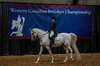 55 - WCB Arabian Sport Horse Show Hack OPEN Championship