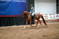 71 - WCB Arabian Sport Horse Under Saddle OPEN Championship