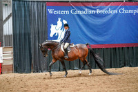 503 -  PARKLAND A/HA/AA - ATR/JTR Sport Horse JACKPOT