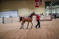 74 -  WCB Arabian Yearling Fillies - OPEN - Championship