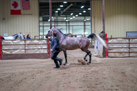 75 - WCB HA/AA Geldings 2years & over OPEN Championship