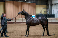 76 - WCB HA/AA Mares Breeding 2yrs & Over OPEN Championship