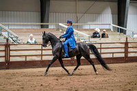 80 & 28 - WCB ARABIAN/ HA/AA Country English Pleasure OPEN Championship