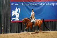 84 - WCB Arabian Hunter Pleasure AAOTR Championship