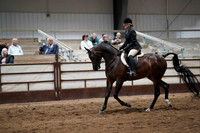 296 Region 17 Arabian Hunter Pleasure Open Championship
