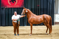 02 - HA/AA Sport Horse In-Hand Dressage and Hunter Type