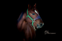 Horses and Wildlife