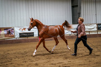 304 - Region 17 Select Stallion Futurity Arabian Yearling Colts/Geldings ATH HMS