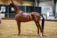 Class 71 - WCB HA/AA Geldings 2yrs & Over ATH Championship