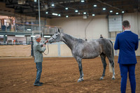 192 HA/AA Performance Halter Mares