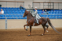 173 - AMERICAN SADDLEBRED English Country Pleasure Jr Rider