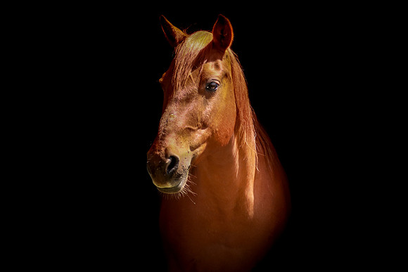 Chestnut mare Theresa-1